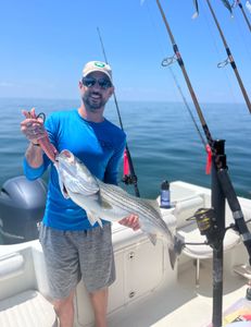 Big Striped bass in Cape Cod Bay