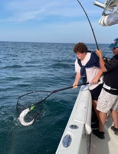 Stripe bass are in the bay