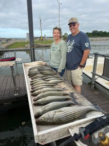 Plenty of fish are being caught, with lots of quality catches on every trip.