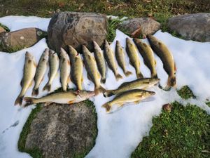 Getting Your Fishing License in Sault Ste. Marie