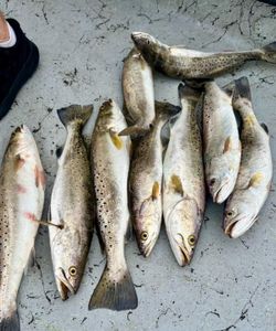 Galveston Fishing Report | Sea Trout