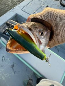 Corky crushed by a hungry trout