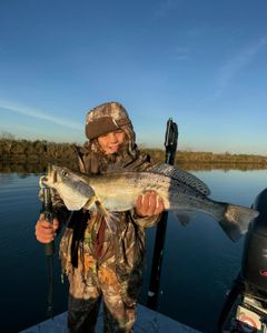 Bayou battle with a gator