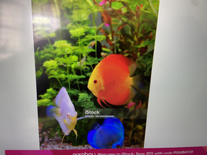 "Angling Odyssey: Exploring the Kaveri River Basin with Ashish"