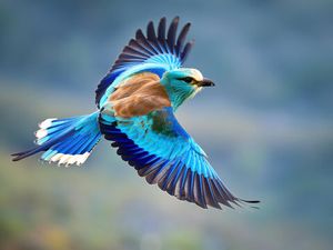 Doc- Tips For Spring Bird Watching and Fishing