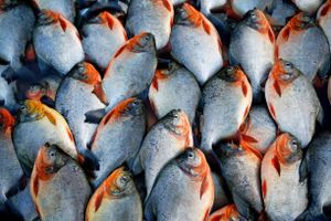 Fishing health