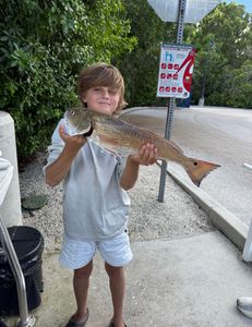 Marco Island Redfish & Grey Snapper Trip - Goodland Backwaters