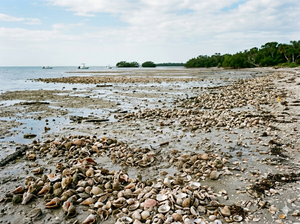 Reading the Marco Island Tide Chart for Shelling Success