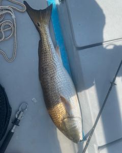 Hooked on Redfish fishing in Santa Rosa Bay