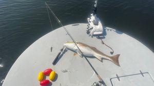 Choctawhatchee Bay Top Fishing Guide