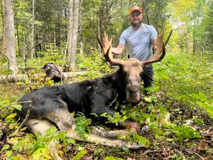 Countdown to the 2025 Maine Moose Hunt Begins!