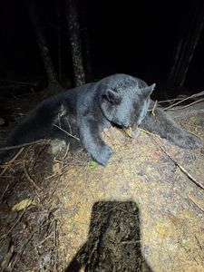 Secure Your Spot for the 2026 Maine Bear Season!