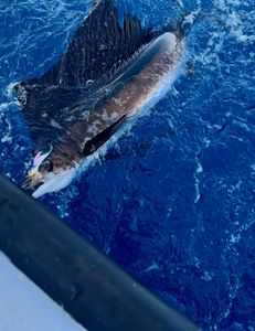 Sailfish Fun in Palm Beach