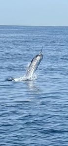 Sailfish Palm Beach