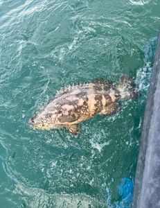 West Palm Beach Fishing Charters