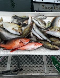 Great Drift Fishing Palm Beach