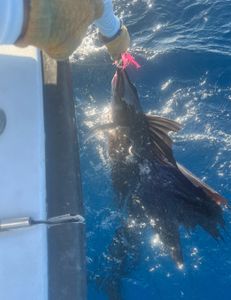 Great Trip Trolling and Drift Fishing