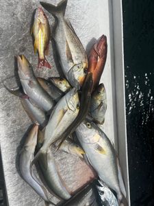 Good Bottom Fishing Palm Beach