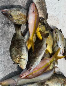 Top-Rated Palm Beach Charter- Great Drift Fishing