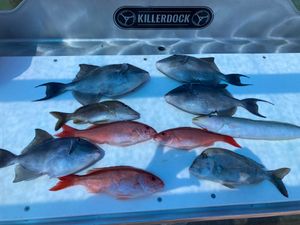 Fish-Species