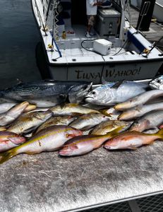 Yellowtail Snappers Palm Beach