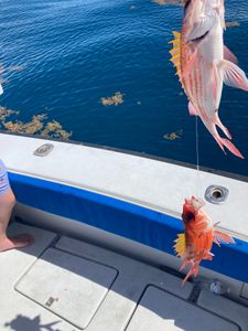 Fish-Species