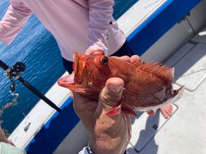 Fish-Species