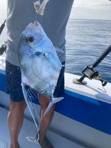 Fish-Species