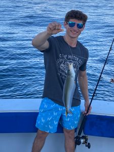 Fish-Species
