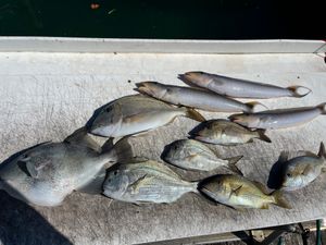 Porgies, Triggerfish, and Smiles in West Palm Beach: Our Epic 3/4 Day Fishing Adventure