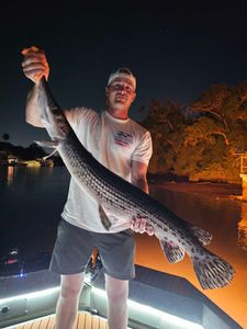 Spotted Gar