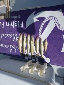 Rock Eyes Biting Strong Through November