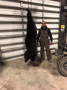 Trophy Black Bear Hunts in Eastern NC