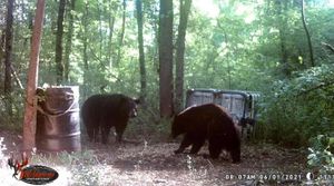 Big Eastern NC Black Bear Hunts Now Open