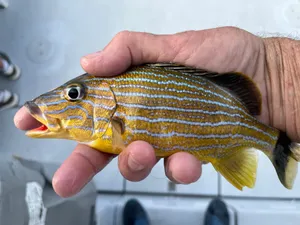 Singer Island - Palm Beach, FL Fishing Report