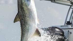 Thrilling Snapper Showdown - West Palm Beach Fishing Getaway