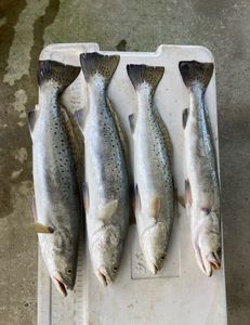 Speckled trout 