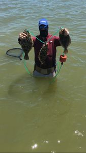 Flounder in Galveston, TX