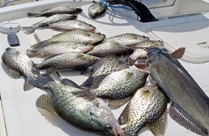 Shimmering Silver and Black: Meet the Crappie