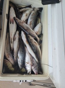 Inshore fishing: Louisiana's hidden treasures
