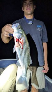 Steady Night Bite With Solid Fish