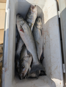 Thrilling Striped Bass Fishing at Lake Pleasant