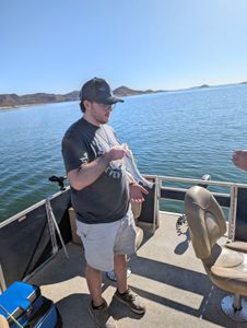 Striper Fishing On Lake Pleasant