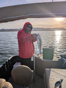 Lake Pleasant Striper Fishing