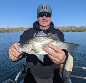 White Bass of Lake Pleasant Airzona 