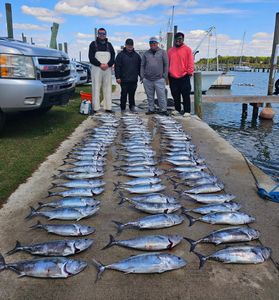 Bonito Action Stays Strong with 82 Landed on Jigs