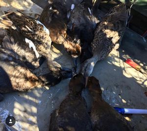 Best Lafitte Duck Hunting Trips