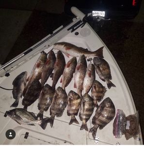 Top Night Fishing trip in Louisiana