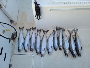 Small Boat, Big Action: Salmon Bite is On