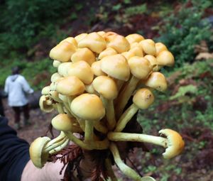 Learn Mushroom Identification In California 